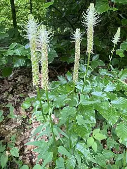 Heimisch im NSG: Ährige Teufelskralle