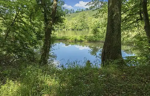 Blick über den Main auf die Weinberge der Peterstirn
