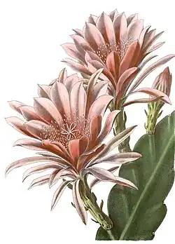 Phyllocactus ‘Gordonianus’