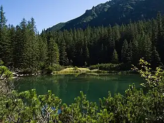 Nadelbäume (Dolina Rybiego Potok)