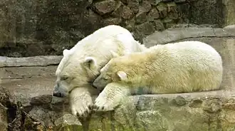 Eisbären (Ursus maritimus)