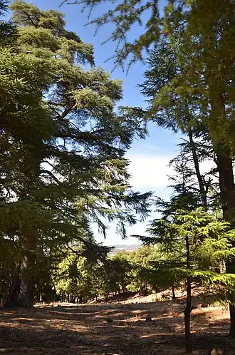 Wanderweg im Nationalpark Ifrane