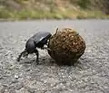 Käfer mit Dungkugel