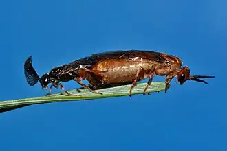 Kopula, links das Männchen