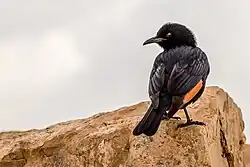 Ein Tristramstar wendet sich zum Fotografen um. Der Vogel hat ein schwarzes Gefieder mit orangen Schwungfedern
