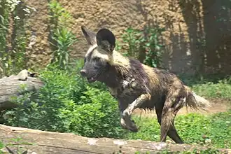 Afrikanischer Wildhund