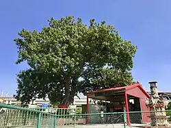 Kleiner Tudigong-Tempel in Sanhe mit Pistazienbaum (Pistacia chinensis)