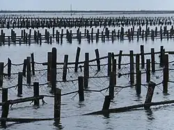 Austernfischerei in Dongshi