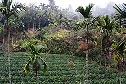 Teegarten an der Grenze zur Nachbargemeinde Puli