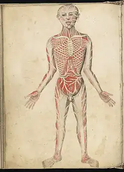 Abbildung mit Muskeln eines Mannes (Vorderansicht) im Anatomiebuch Anathomia (1491)