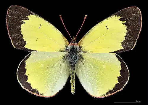 Colias palaeno ♂