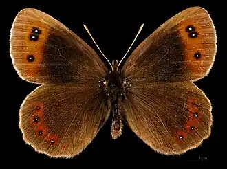Erebia aethiops ♂