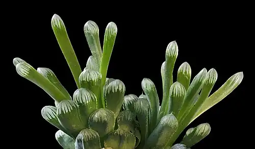 Haworthia cooperi var. truncata