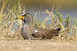 Eine Mutter, die Eier ausbrütet