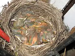 Nestlinge im Alter von fünf Tagen