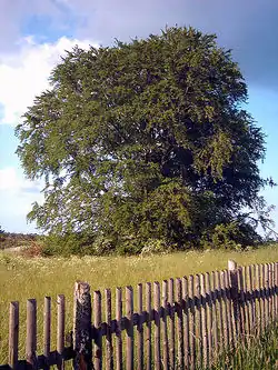 Die Bavaria-Buche 2004