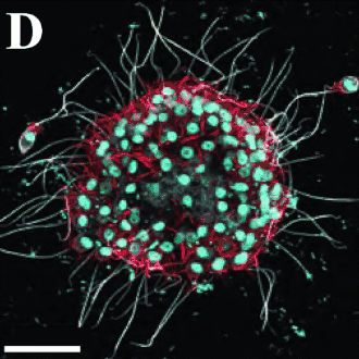 Große Kolonie von B. monosierra (Durch­messer 58 µm). Balken: 20 µm.