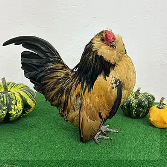 Antwerpener Bartzwerg