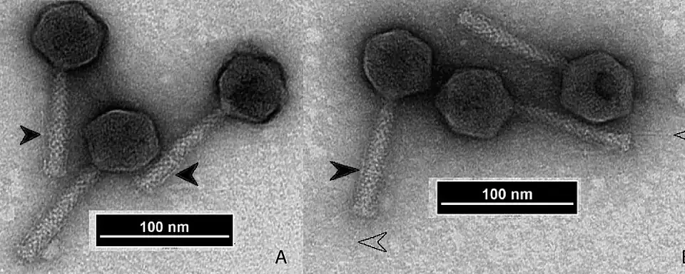 EM-Aufnahmen des Escherichia-Phagen wV8 (Felixounavirus wV8) zeigen die typische Morphologie der Myoviren. Offene Pfeilspitzen in B weisen auf verlängerte Schwanzfasern hin, während gefüllte Pfeilspitzen auf gefaltete Schwanzfasern hinweisen. Bei mehreren Partikeln sind Kragen und Hals zu erkennen.[9]
