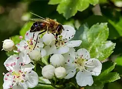Eingriffeliger Weißdorn