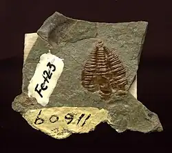 Der Trilobit Amecephalus althea (Walcott), vormals Alokistocare althea walcott