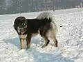 Tibetdogge, Tibet Mastiff