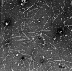 EM-Aufnahme von Virionen des Narzissen-Mosaikvirus (NMV)