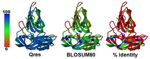 Anhand der Gensequenz vorhergesagte Struktur des Kapsidproteins Cp von BSL-RDHV im Vergleich zu Tomato-bushy-stunt-Virus (TBSV) und Melon-necrotic-spot-Virus (MNSV), beide Tombusviridae