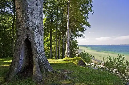 Buchenwald an der Eckernförder Bucht in Noer