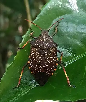 Baumwanze (Nealeria asopoides), die auch im Nationalpark Zahamena vorkommt