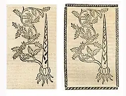 Li.: Hortus sanitatis 1497. Re.: Kleines Destillierbuch 1500
