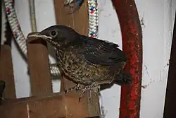 Nestling nach Verlassen des Nests am 14. Tag