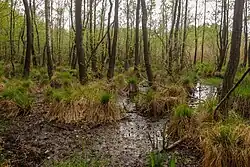 Moorlandschaft im Totalreservat