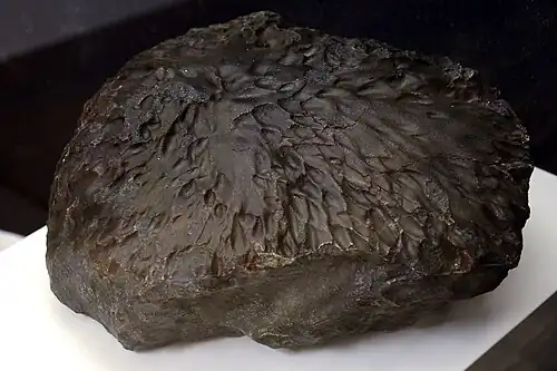 Das Replikat im Pfalzmuseum für Naturkunde