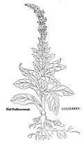 Leonhart Fuchs 1543 Verbascum thapsus