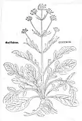 Leonhart Fuchs 1543 Valeriana phu