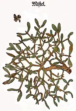 Hieronymus Bock 1546