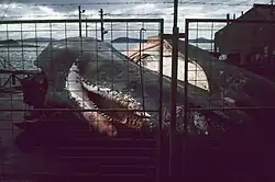 Harpunierter Pottwal an der Rampe(1977)