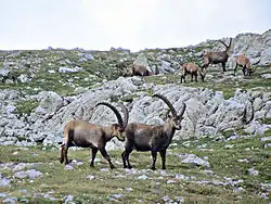 Steinböcke am Reiting