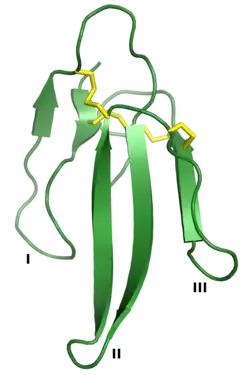 Erabutoxin A, ein Drei-Finger-Toxin