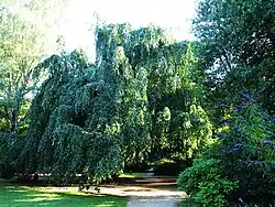 Wohlers Park mit Trauerbuche