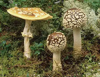 Königsfliegenpilz (Amanita regalis)