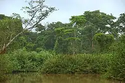Küstennaher Wald im Nationalpark