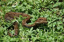 Boa Constrictor in Cahuita