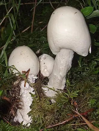 2006-08 Amanita virosa crop.jpg