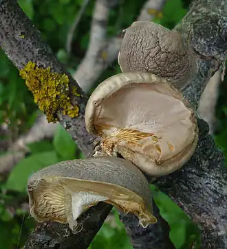 Beschleierter Pappel-Seitling Pleurotus calyptratus
