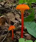 Pfifferlings-Saftling Hygrocybe cantharellus