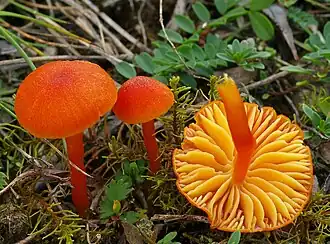 Kalkliebender Filz-Saftling Hygrocybe calciphila