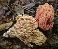 Formosaähnliche Koralle Ramaria neoformosa