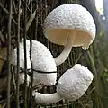 Kreideweißer Faltenschirmling Leucocoprinus cretaceus